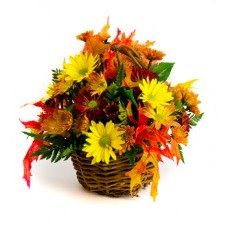 Autumn Daisy a Day